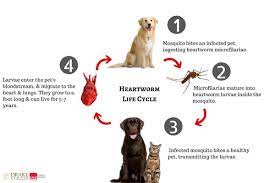 Premium brand supplements, grooming, and critical care products for your animals needs. Heartworms In Dogs Symptoms And Treatments