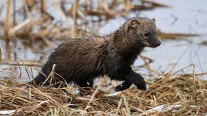 Image result for Peddiea fischeri