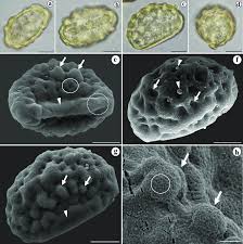 Image result for Histiopteris