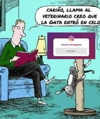 Pin De Robsurbe En Memes Gatos Veterinaria Celo