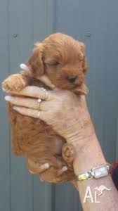 toy poodle puppies in