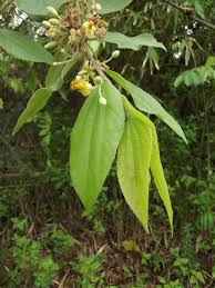 Image result for Grewia trichocarpa