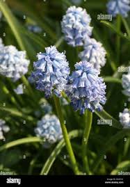 Image result for Hyacinthaceae