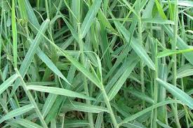 Image result for Urochloa dictyoneura