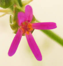 Image result for Pelargonium grossularioides