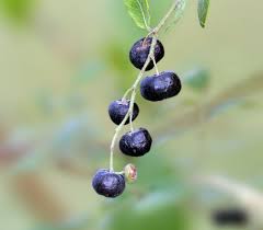 Image result for Phyllanthus