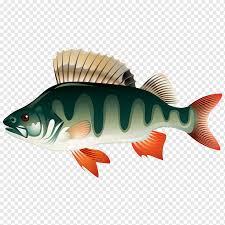 Kolam ikan vektor tentang kolam kandang ternak. Lukisan Cat Air Ilustrasi Kartun Ilustrasi Kartun Ikan Kecil Yang Lucu Lukisan Cat Air Karakter Kartun Komik Png Pngwing