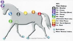As energy centers, energetic meridians, acupressure points or even energized body parts, the study of ch Equine Reiki Reiki Torbay