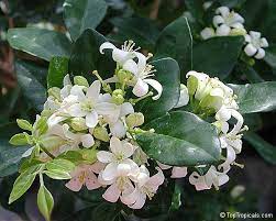 Pin On Growing Perfumed Garden