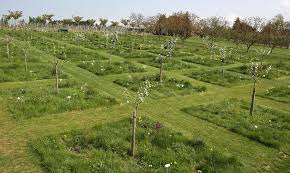 Les Jardins Fruitiers De Laquenexy France Images By Moselle Tourisme Garden Design Orchard Design Orchard Garden