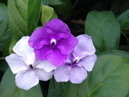 Just like the summer these items are hot & they won't last forever. Yesterday Today And Tomorrow Live Plant Brunsfesia Pauciflora Large Mature Landscape Ready 10 Inch Pot Emerald Goddess Gardens