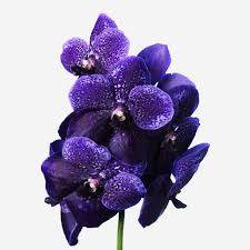 Cutting an old vanda orchid bloom spike is easy, just follow it. Lilac Dust Vanda Cut Orchid Flowers Flowerbx