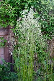 Image result for Eragrostis caespitosa