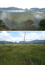 Image result for Vittaria reekmansii