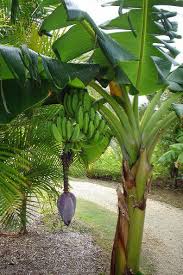 Inedible bananas grow out of these flowers, starting off bright green and turning yellow when the banana ripens. Pin By The Adventures Of Isabelle On Cool Plants Banana Trees Landscape Plants Banana Plants