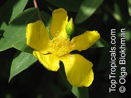 Image result for Hypericum roeperianum
