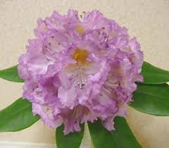 Rhododendron Rhein S Picotee