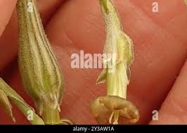 Image result for Silene burchellii