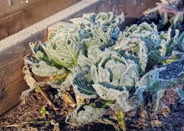 Feuilles de fraisiers avec une gelée matinale en avril. Plantes Tout Savoir Sur Les Saints De Glace