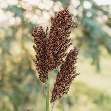Image result for Sorghum