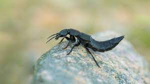 Who plays ms beetle on little house on the prairie? Devil S Coach Horse Beetle Ocypus Olens Woodland Trust