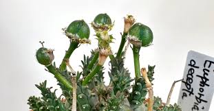 Image result for Euphorbia duseimata