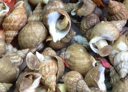 Fruits De Mer Juan Les Pins Poissonnerie Antibes