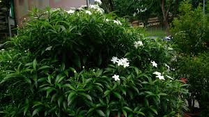 Image result for Tabernaemontana divaricata