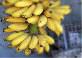 Pisang yang belummatang memiliki serat yang belum bisa dicerna dengan baik oleh bayi.apa saja jenis pisang yang baik untuk bayi?pada. Buah Untuk Bayi 8 Bulan Si Kecil