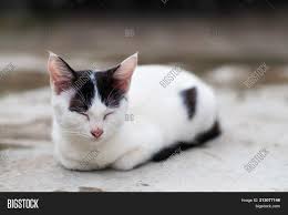 This cat is a cross between a domestic cat and an asian leopard cat. White Cat Black Spots Image Photo Free Trial Bigstock