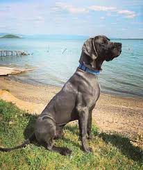 The great dane is one of the tallest dogs in the world! Blue Great Dane Are These Gentle Giants Really Blue