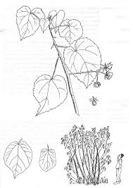 Image result for Dombeya kirkii