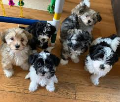 Feel free to browse hundreds of active classified puppy for. Havanese Dogs For Sale Cute Purebred Havanese Dogs