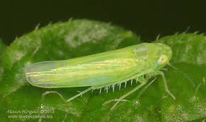 Image result for Empogona sp. A