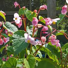 Image result for Persicaria nepalensis