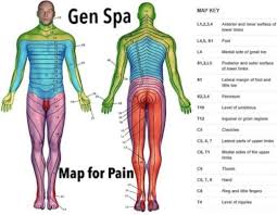 Dermatome Chart Of The Human Body To Locate The Source Of