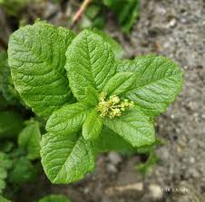 Image result for Rumex nepalensis