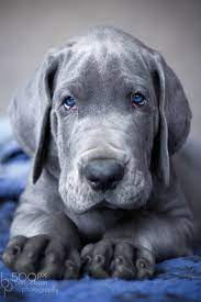 Blue Boy Dane Puppies Great Dane Dogs Cute Dogs