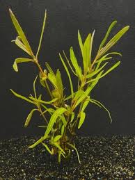 Image result for Hygrophila okavangensis