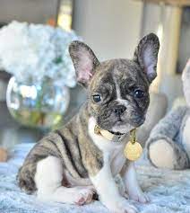 New Pictures Of Brea Www Poeticfrenchbulldogs Com French Bulldog Puppies F French Bulldog Puppies Blue French Bulldog Puppies Cute French Bulldog