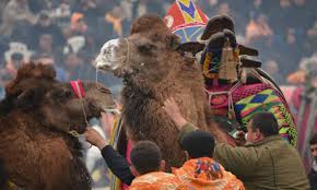 Who knows it just might catch on. Camel Wrestling On Turkey S Aegean Coast Travel The Guardian