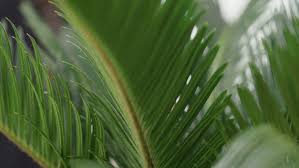 They're fun to make, and a good project for kids to help with, too. 11 Fascinating Facts About Palm Trees