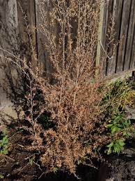 We did not find results for: Can T Tell If New Zealand Tea Tree Leptospermum Is Dying Nature And Garden Forum