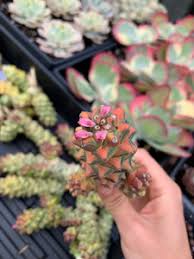 Image result for Euphorbia eylesii