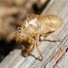 A cicada shell (セミのぬけがら, semi no nuke gara) is a bug that can be caught in animal crossing: Https Encrypted Tbn0 Gstatic Com Images Q Tbn And9gcs Pegl0btgx3tfbsjcdl4 Kufnpk9mybd7bjuohabzsylntpru Usqp Cau