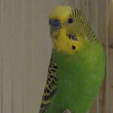 Tips For Caring For Your First Pet Budgie Parakeet Pethelpful