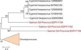 I was testing various smoked salmons from several stores during the weeks before christmas holidays and have i purchased this product after experiencing fantastic smoked salmon in toronto on vacation, trying to recreate the taste. Salmon Gill Poxvirus The Deepest Representative Of The Chordopoxvirinae Abstract Europe Pmc
