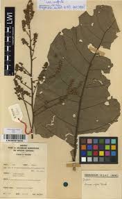 Image result for Vernonia conferta