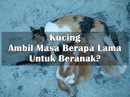 Tanda tanda cewe mau orgasme, umumnya otot perut bagian bawah menegang / berkontraksi seperti orang ngeden kesulitan ngeluarin tokai. Kucing Ambil Masa Berapa Lama Untuk Beranak Eintan Nurfuzie Lifestyle Beauty Travel Tips Rawatan Kucing Review
