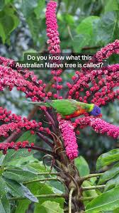 Image result for Heptapleurum actinophyllum